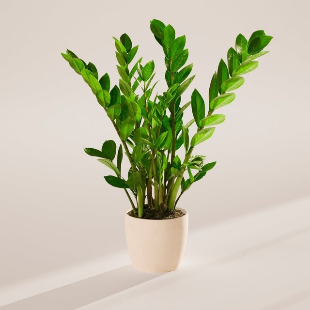 Plants | Sweet Violet Floral Boutique