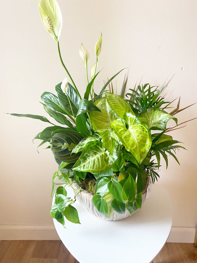 モンロークイーン Plants | Sweet Violet Floral Boutique